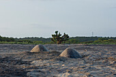 Two Olive Ridley Sea Turtles, partially dug in, lay eggs with a traditional mexican nopal in the background