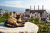 'A cat lays in the sun on a rock at the ruins of Saint John's Basilica and the tomb of Saint John; Ephesus, Izmir, Turkey'