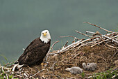 Bald eagle with a pair of chicks in nest, Kukak Bay, Katmai National Park & Preserve.