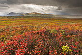 A storm passes over fall colors and the mounatins of the Alaska Range in Denali National Park & Preserve, Alaska.