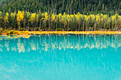 Autumn colors of Birch trees reflect in the turquoise glacial pond, Portage Valley, Chugach National Forest, Southcentral Alaska
