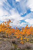 Fall color along the Alaska Highway, Kluane National Park, Kluane Range, St. Elias Mountains.