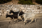 'Goats walking beside a stone wall; Sardinia, Italy'