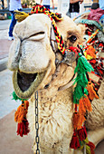 'A camel decorated in colourful tassels; Jerusalem, Israel'