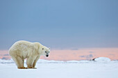 'Polar bear (ursus maritimus) standing on the snow at sunrise; Churchill, Manitoba, Canada'