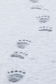 'Polar bear paw prints walking across the ice; Churchill, Manitoba, Canada'