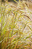 'Autumn coloured grass covered with dew; Thunder Bay, Ontario, Canada'