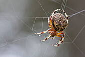 'Marbled orb-weaver in her web in a mire; Saint-Denis-sur-Richelieu, Quebec, Canada'