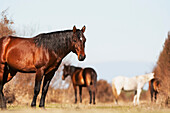 'Wild Andalusian horse at a low angle; Gainesville, Florida, United States of America'
