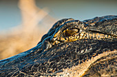 'Alligator eye (Alligator mississippiensis); Gainesville, Florida, United States of America'
