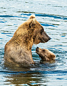 'Brown bear (ursus arctos) sow spending time with her cub in the river; Alaska, United States of America'