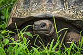 'Close up of Galapagos giant tortoise (Chelonoidis nigra) in field; Galapagos Islands, Ecuador'