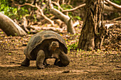 'Galapagos giant tortoise (Chelonoidis nigra) walking through sunlit woods; Galapagos Islands, Ecuador'
