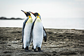'Two king penguins (Aptenodytes patagonicus) mirroring positions of beaks; Antarctica'