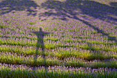 'Lavender field and shadows of a man and tree; Provence, France'