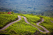'A road winds through a tea plantation; Sumatra, Indonesia'