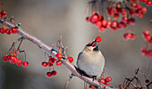 'Boreal waxwing juggling with berries; Quebec, Canada'