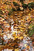 'Autumn coloured leaves floating in a creek; Huntsville, Ontario, Canada'