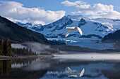 Composite. A Trumpeter swan takes off from Mendenhall Lake, heading north during Spring migration, Tongass Forest, Alaska.