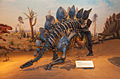 'Dinosaur displays at the Royal Tyrell Museum Of Palaeontology; Drumheller, Alberta, Canada'
