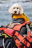 Golden doodle sits in a raft along the Marsh Fork of the Canning River in the Arctic National Wildlife Refuge, Summer, Alaska