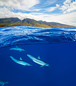 'A split view of spinner dolphin (Stenella longirostris) below and the island of Maui above; Maui, Hawaii, United States of America'