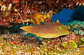 'Netted Pufferfish (Canthigaster solandri), also known as a spotted toby; Yap, Micronesia'