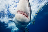 'Great white shark (Carcharodon carcharias)  attracted to the cage with bait, that can be seen in the background; Guadalupe Island, Mexico'