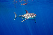 'Great white shark (Carcharodon carcharias); Guadalupe Island, Mexico'