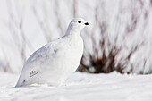 Willow Ptarmigan (Lagopus lagopus) foraging among willows in early spring in Arctic Valley in Southcentral Alaska.