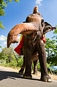 'A woman riding a Sri Lankan elephant (Elephas maximus maximus) on a road near Sigiriya, an ancient palace located in the central Matale District near the town of Dambulla; Central Province, Sri Lanka '