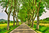 Allee, Uzes, Gard, Languedoc-Roussillon, Frankreich