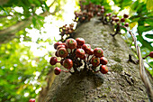 Giant rainforest tree at Cape Tribulation, Cape Tribulation, Queensland