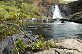 Die Bloomfield Falls nahe Bloomfield, Queensland, Australien