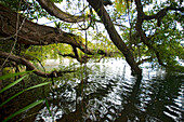 Gewlatiger Baum am Ufer des Lake Echam, ein Kratersee, Queensland, Australien