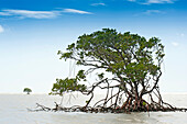 Mangrove entlang der Küste des Daintree Nationalparks, vom Bloomfield Track aus gesehen, Queensland, Australien