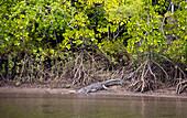 A saltwater crocodile on the banks of the Bloomfield River, Bloomfield Track, Queensland
