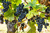 blue grapes on vine, backlight, near Freiburg im Breisgau, Baden-Wuerttemberg, Germany