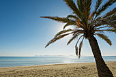 Beach with palm trees, Can Picafort, Alcudia Bay, Majorca, Balearic Islands, Spain