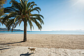 Strand mit Palmen, Can Picafort, Bucht von Alcudia, Mallorca, Balearen, Spanien