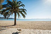 Beach with palm trees, Can Picafort, Alcudia Bay, Majorca, Balearic Islands, Spain