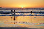 Sonnenuntergang am Pazifik , Surfer , Dillon Beach , Bodega Bay , Sonoma , Kalifornien , USA