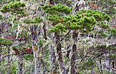Lichen , Bandon , Oregon , USA