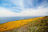 Californian poppies at the Pacific coast near <Lucia> , Pacific Ocean , Southwestern California , California , USA