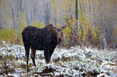 Moose (female) , Early snow at the Gros Ventre Region , Grand Teton National Park , Wyoming , U.S.A. , America