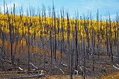 Autumnal tints and damage by fire on the Walhalla Plateau , North Rim , Grand Canyon National Park , Arizona , U.S.A. , America
