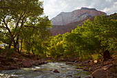 View at Virgin River and West Temple near Springdale , Zion National Park , Utah , Arizona , U.S.A. , America