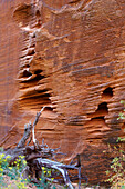 Entlang des Refrigerator Canyon auf dem West Rim Trail , Zion National Park , Utah , U.S.A. , Amerika