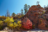 Autumn at the Checkerboard Mesa , Zion National Park , Utah , Arizona , U.S.A. , America