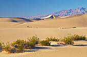 Blick über Mesquite Flat Sand Dunes bei Stovepipe Wells Village zur Amargosa Range , Death Valley National Park , Kalifornien , U.S.A. , Amerika